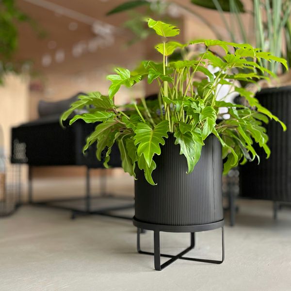 Iron planter アイアンプランターBOXタイプチタノタ剣竜set販売 甲高い 