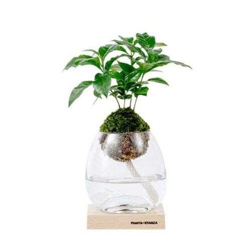jun　コーヒーの木 観葉植物 コーヒーの木 10号 ウッドプランター 付き | 観葉植物